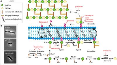 A How-To Guide for Mode of Action Analysis of Antimicrobial Peptides